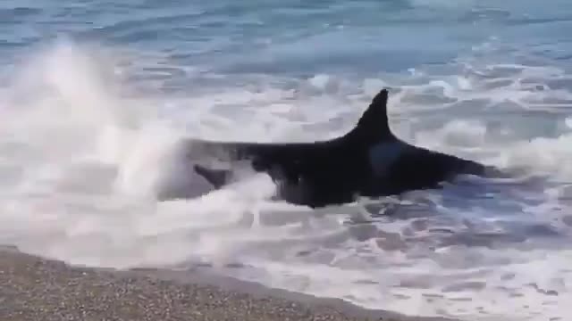 whale catches his game at the seaside wow