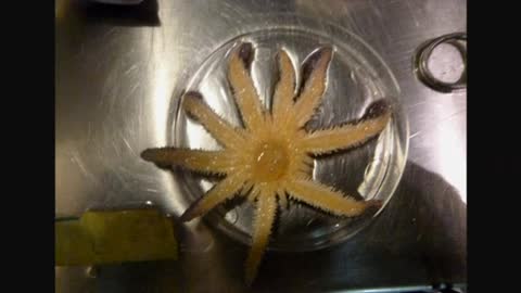 Massive die-off of North American starfish