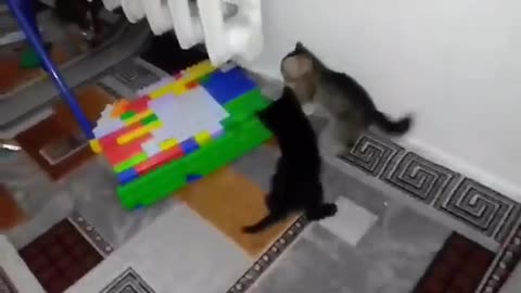 Crazy and funny kittens