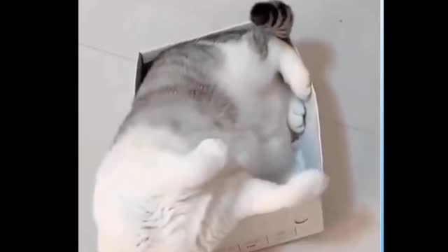 Cat Climbs In A Box And Falls Off The Couch