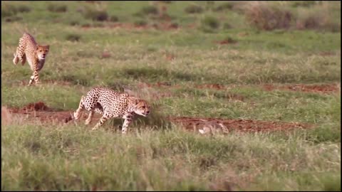 Chaser - Cheetah High Speed Chase - Top Chaser.mp4