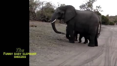 Baby elephant funny video