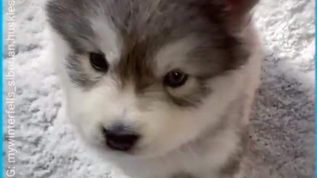 Siberian Husky Howling For The First Time!!