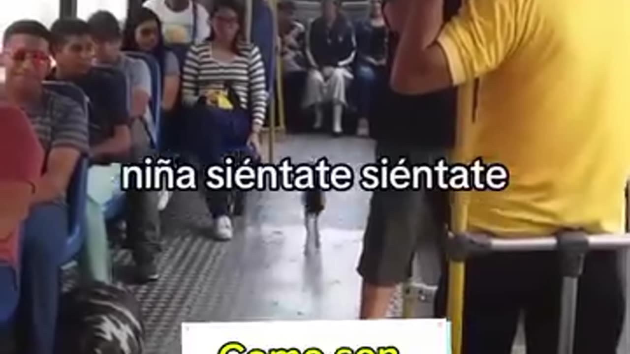 Gato viajero viaja en bus :)