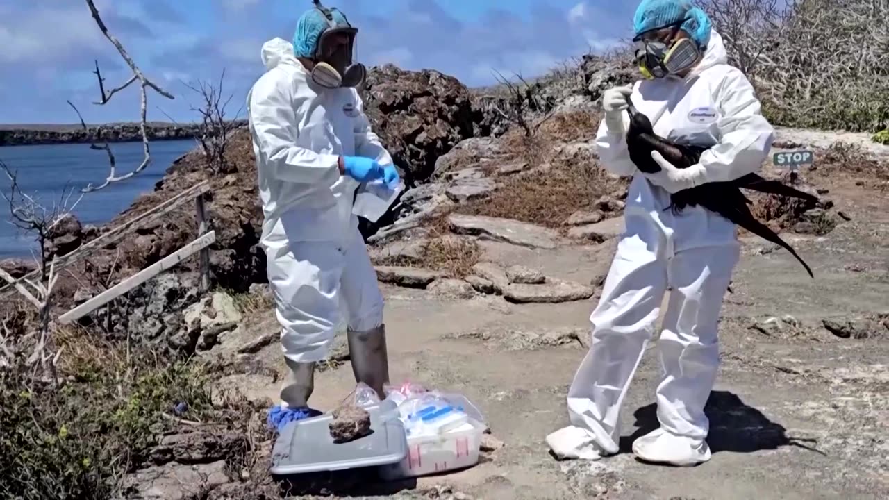 Three birds dead from avian flu in Ecuador's Galapagos