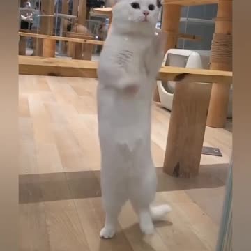 Cat dancing 💃 🕺#shorts #cat #cute #dancing #hipsdontlie