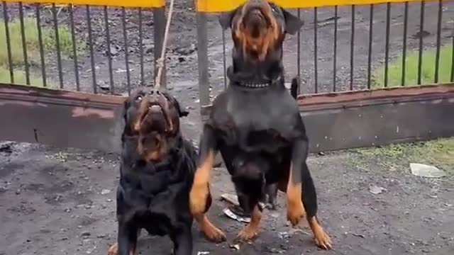 Rottweiler dogs catching the ball dogs video