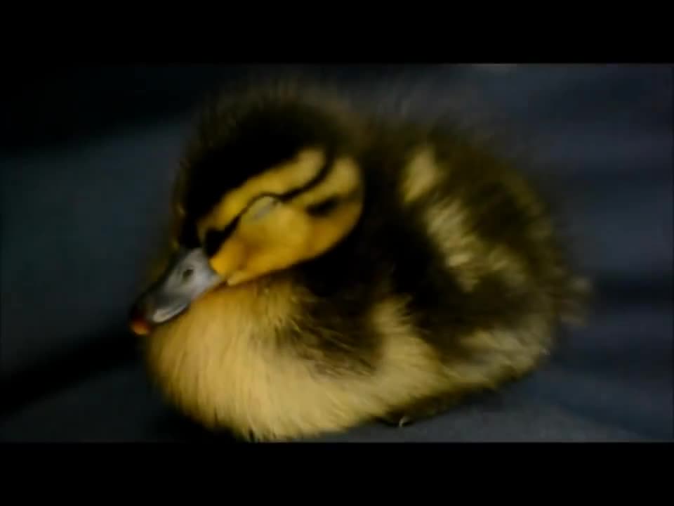 Abandoned Duckling Imprints On Rescuer, Follows His Every Move