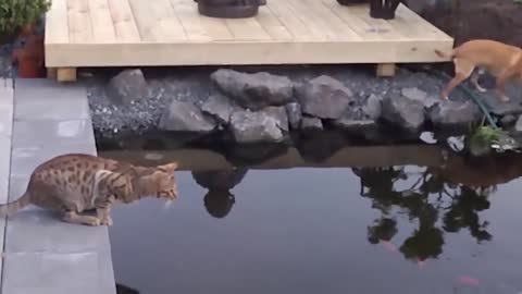 Epic Cats Hate Falling in Water