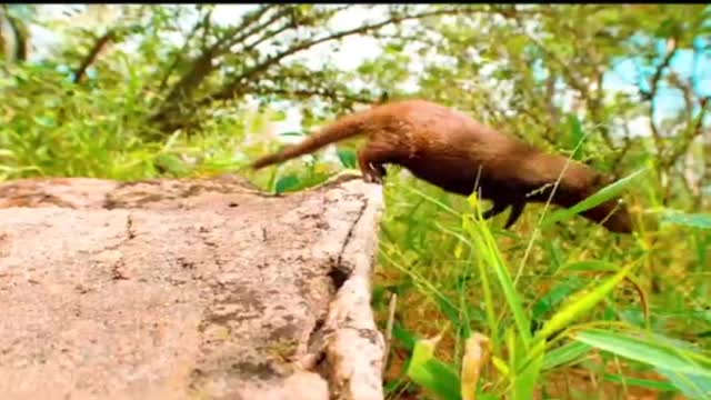 Weasels also dare to PK with snakes, but also dare to eat scorpions, fierce