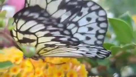 The tree nymph butterflies