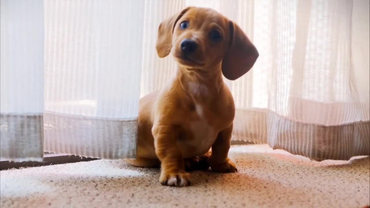 Dog funny video animal funny video funniest cute puppy video 2022