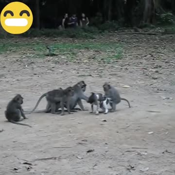 Wildlife, Save Your Chastity|، حیات وحش، تلاش برای نجات عفت