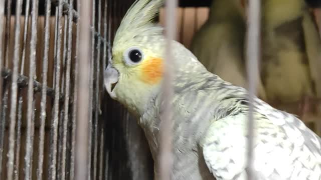 Most Expensive Parrot in UAE | Beautiful Parrot #Shorts