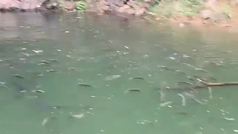 big number of fish