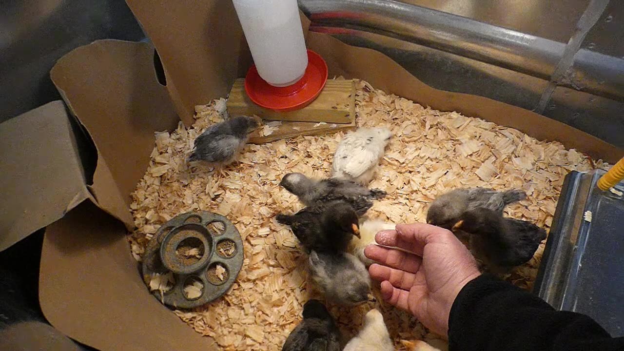 Newest batch of chicks get a cheese treat in slow motion (they're too fast to see at normal speed).