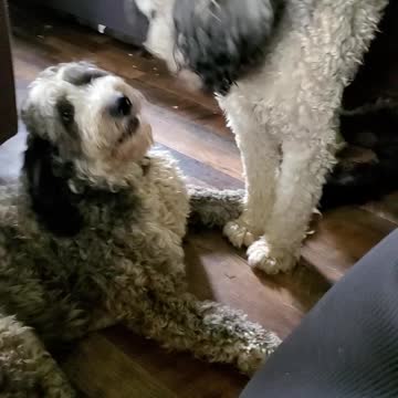 Nestle Jane the Tattle Tale