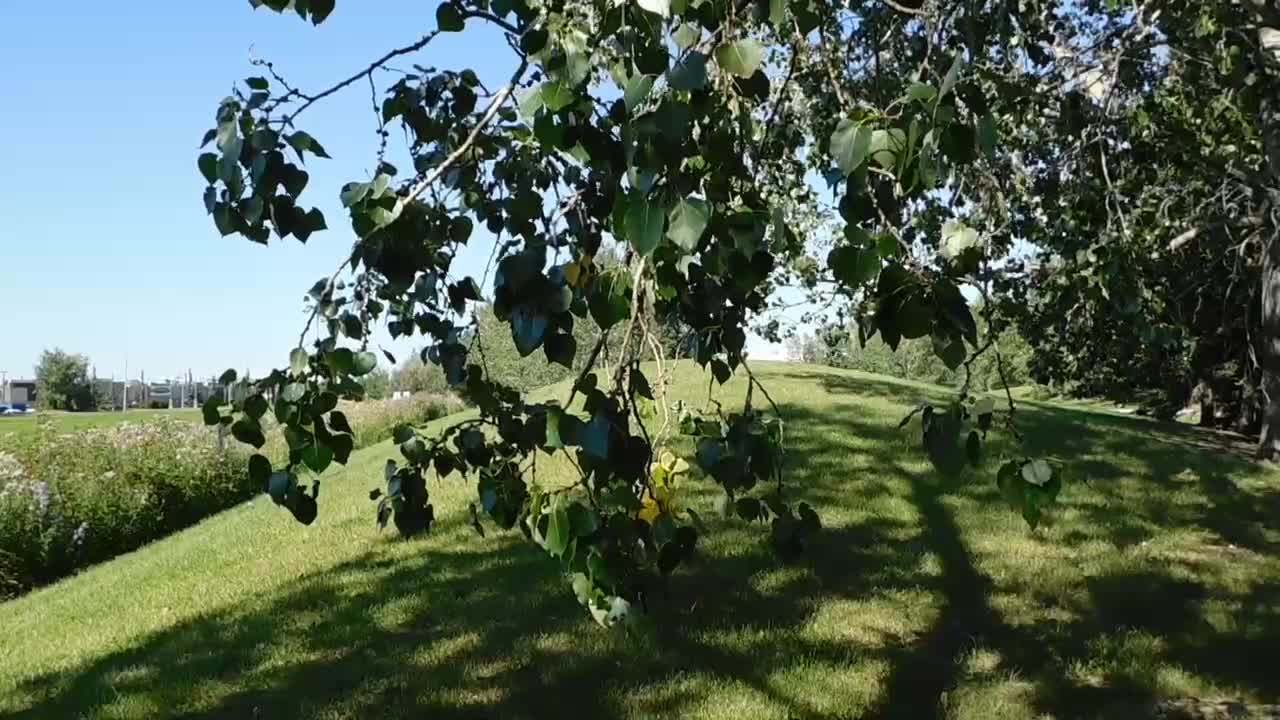 The trees sway gently in the summer wind