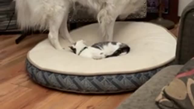 best friends cat and dog