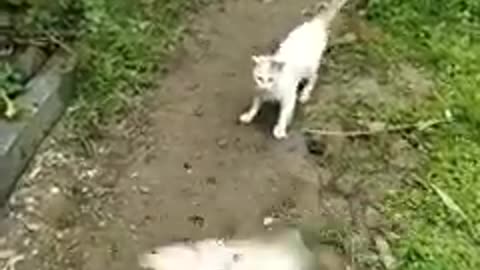 Cat vs Fish