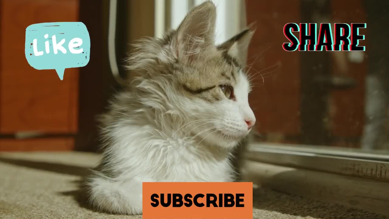 MEOW!| Cats meowing so innocently | Watch these cute cats trying to talk | Cute Pets Kingdom