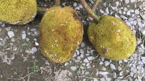 BAREFOOT fruit foraging in BORNEO jungle