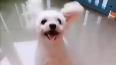 Cute Dog 🐕 dance video got viral.