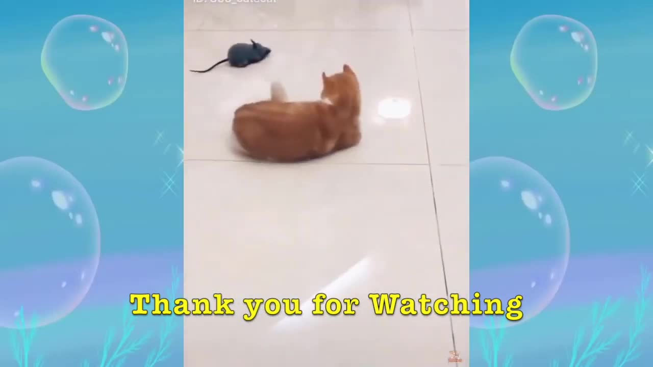 Compilation of super funny cats and dogs - Cats are so funny that you will die laughing