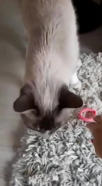 My cat Molly, playing.