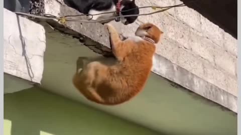 cat talking to another cat