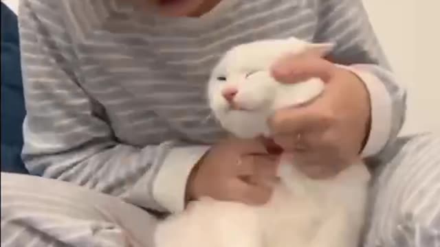funny cats