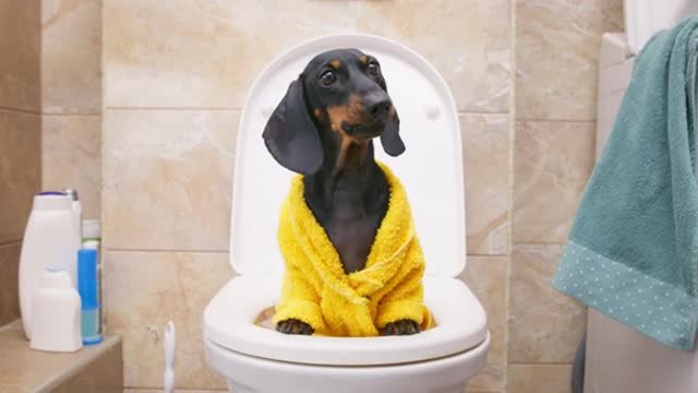 Potty's occupied! Cute & funny dachshund dog video!