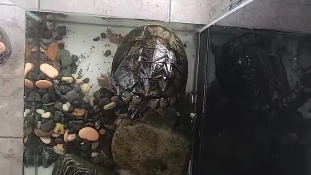 Turtle moving