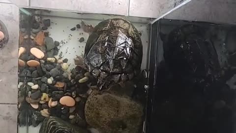 Turtle moving