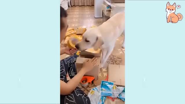 You will laugh at all the DOGS 🤣 Funny DOG Videos 😂🐶