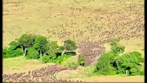 Wow Tiger's In Africa