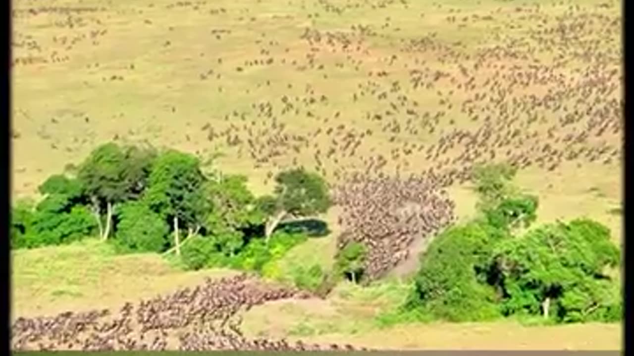 Wow Tiger's In Africa