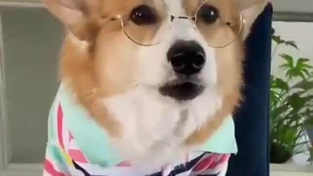 HAMMY & OLIVIA CORGI Funny Videos 2021 | Hammy&Olivia Videos Compilation (W/Titles) - Funny InstaVID