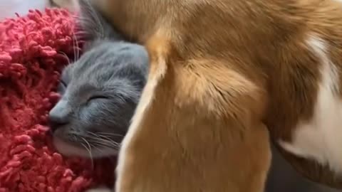 Cat sleep with dog