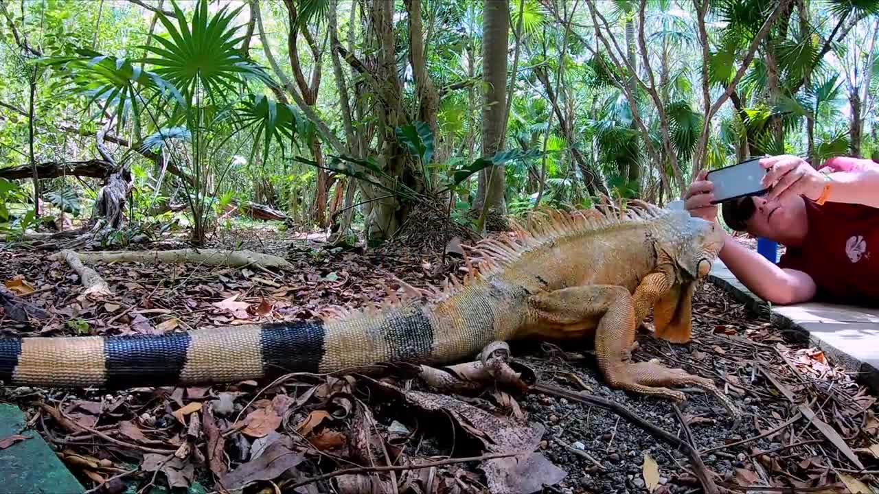 Gigantic resort iguana fearlessly eats from tourist's hand