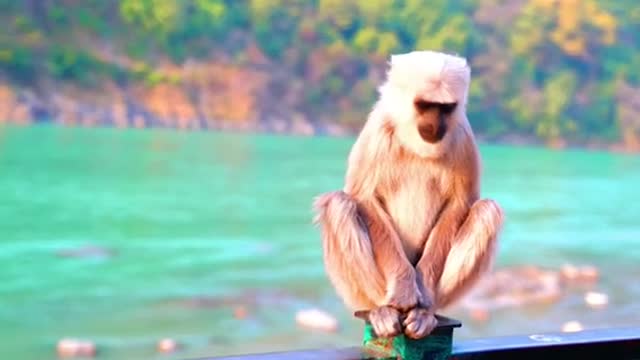 WILDLIFE MOMENTS in 4K VIDEO ULTRA-Monkey Moments | Wild Animal