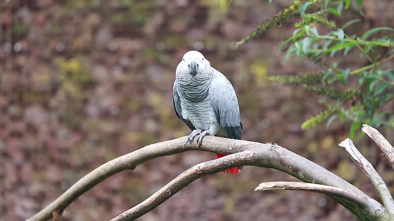 "Parrots in the Wild: The Colorful Sound of Freedom"