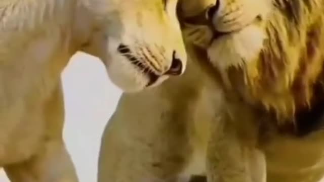 The love of animals