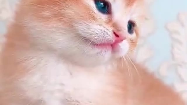 Cutipie kitten