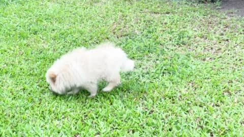 Little Pomeranian is running around having fun.