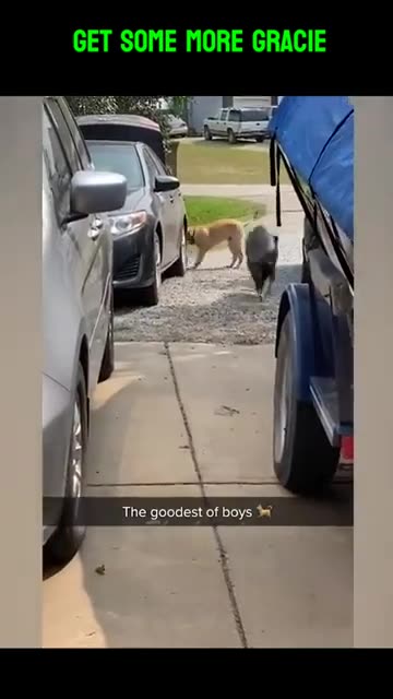 Funny Animals Videos