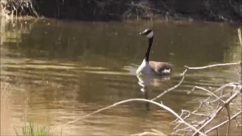 Geese In The Creek Make A Quick Flyby