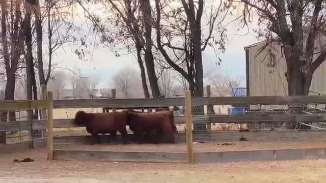 Until The Cows Come Home...and they did! Scottish Highland