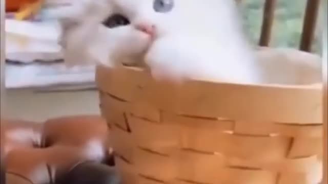 cute pets