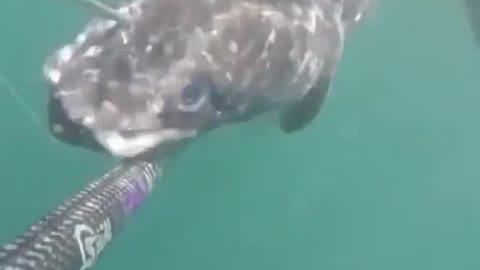 #WeirdSeaCreature #Fishing #NatureLover